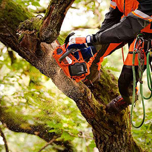 Tree Trimming & Pruning